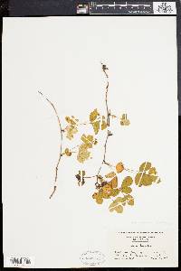 Rubus hispidus var. obovalis image