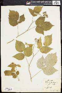 Rubus idaeus image