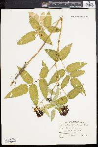 Rubus illecebrosus image