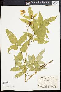 Rubus illecebrosus image