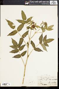 Rubus illecebrosus image