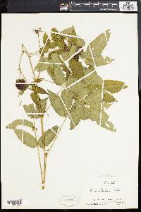 Rubus illecebrosus image