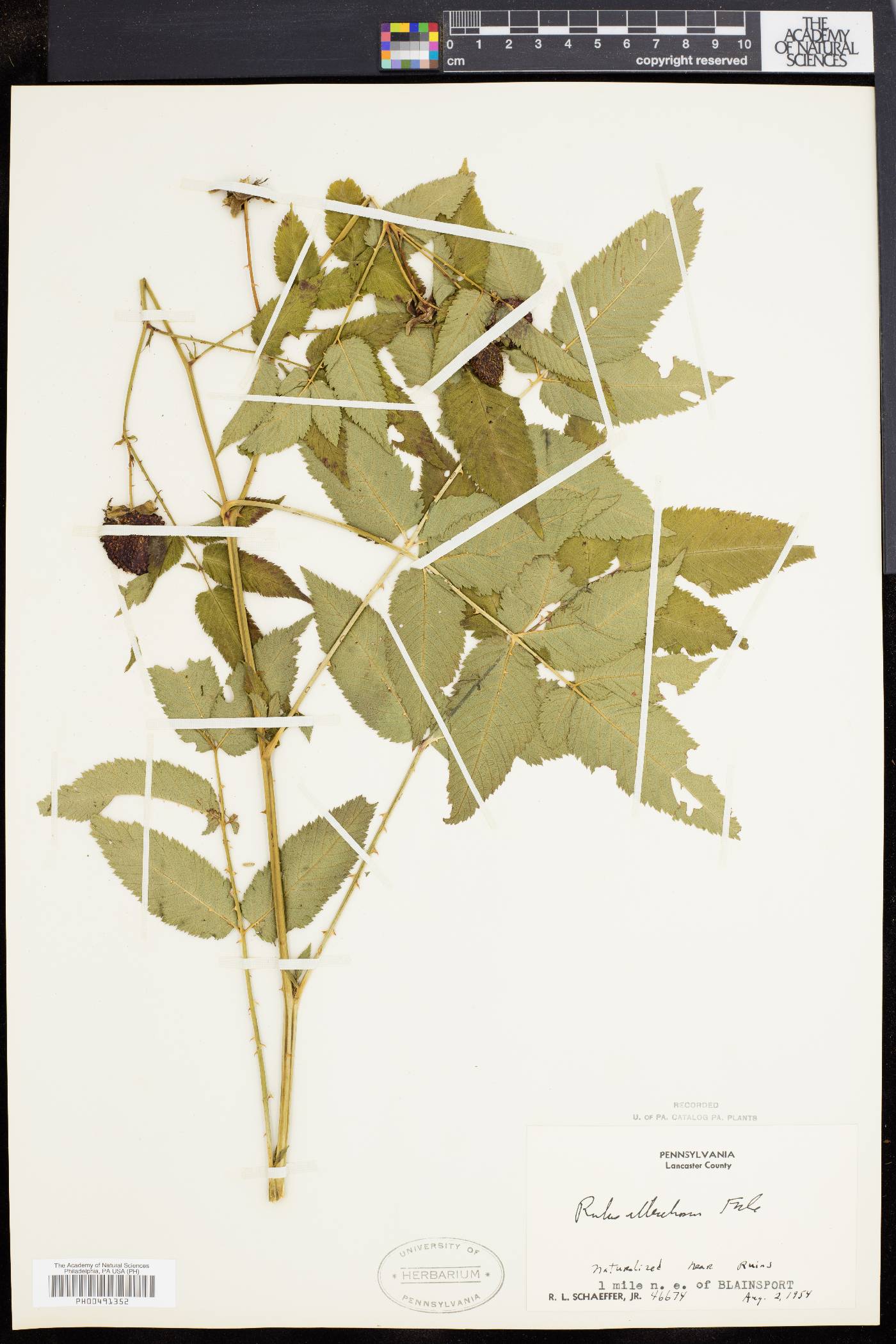 Rubus illecebrosus image