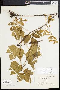 Rubus invisus image