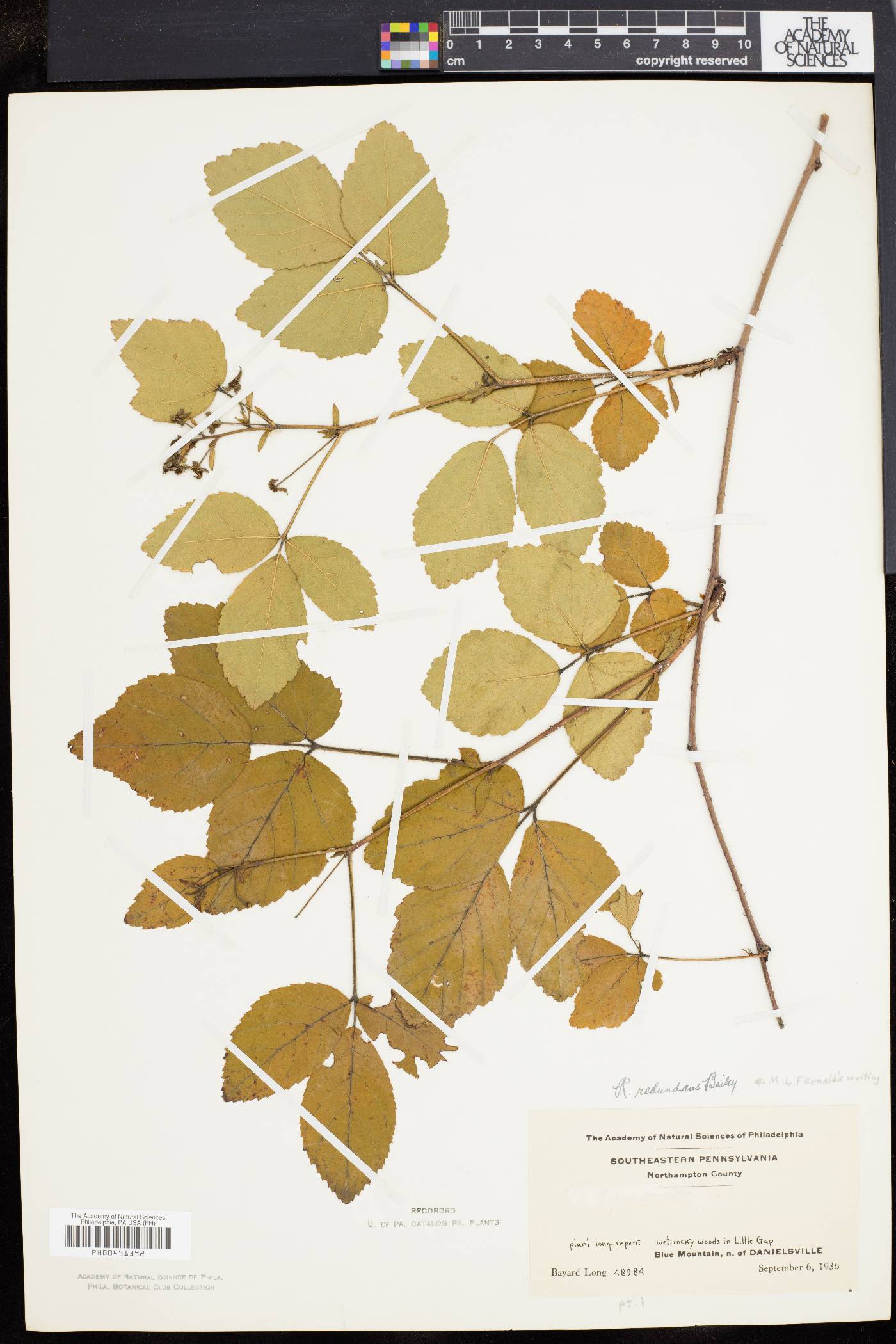 Rubus redundans image