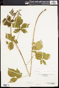 Rubus invisus image