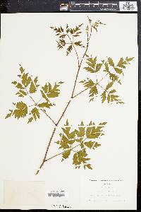 Rubus laciniatus image