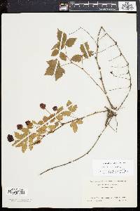 Rubus serratus image