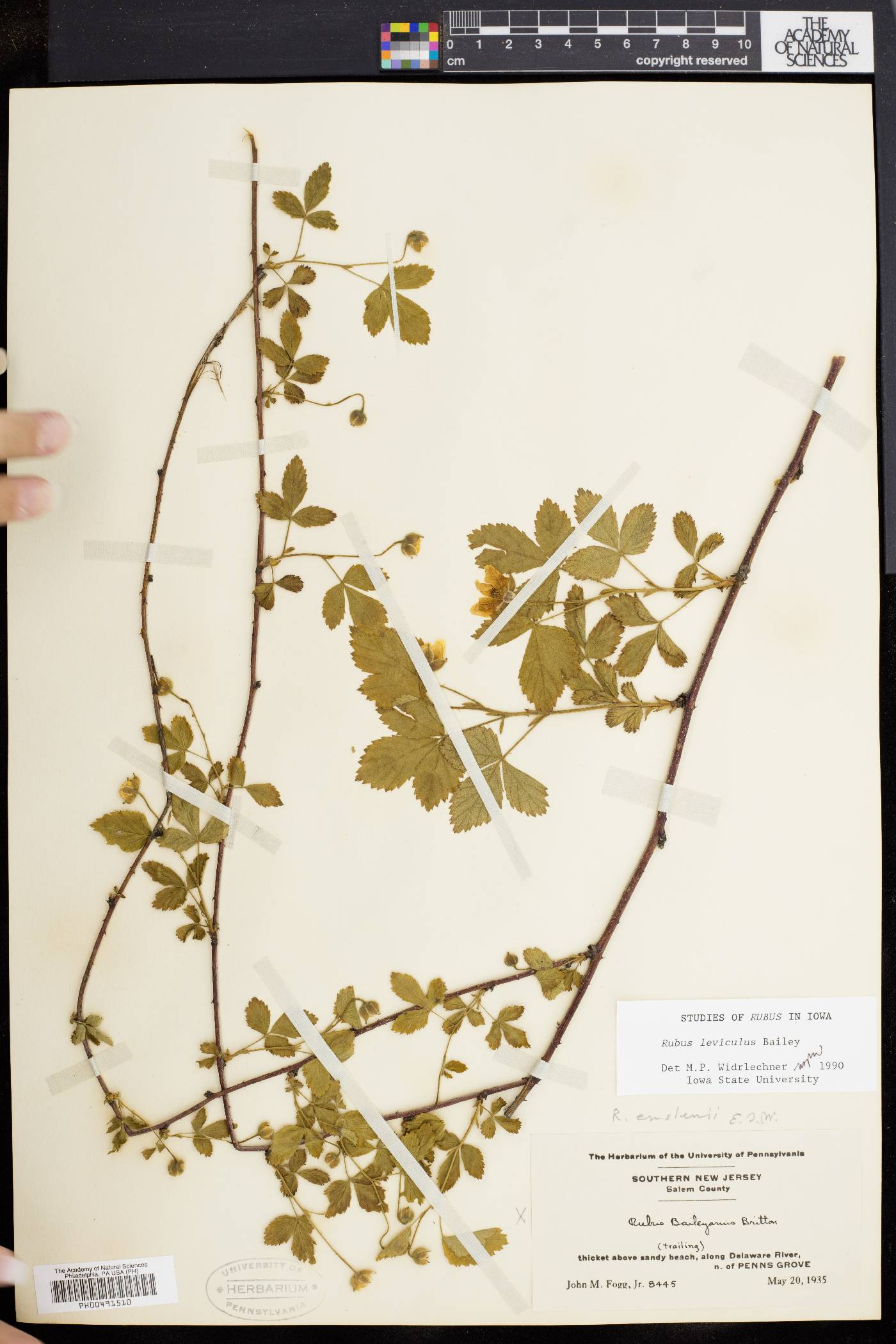 Rubus serratus image