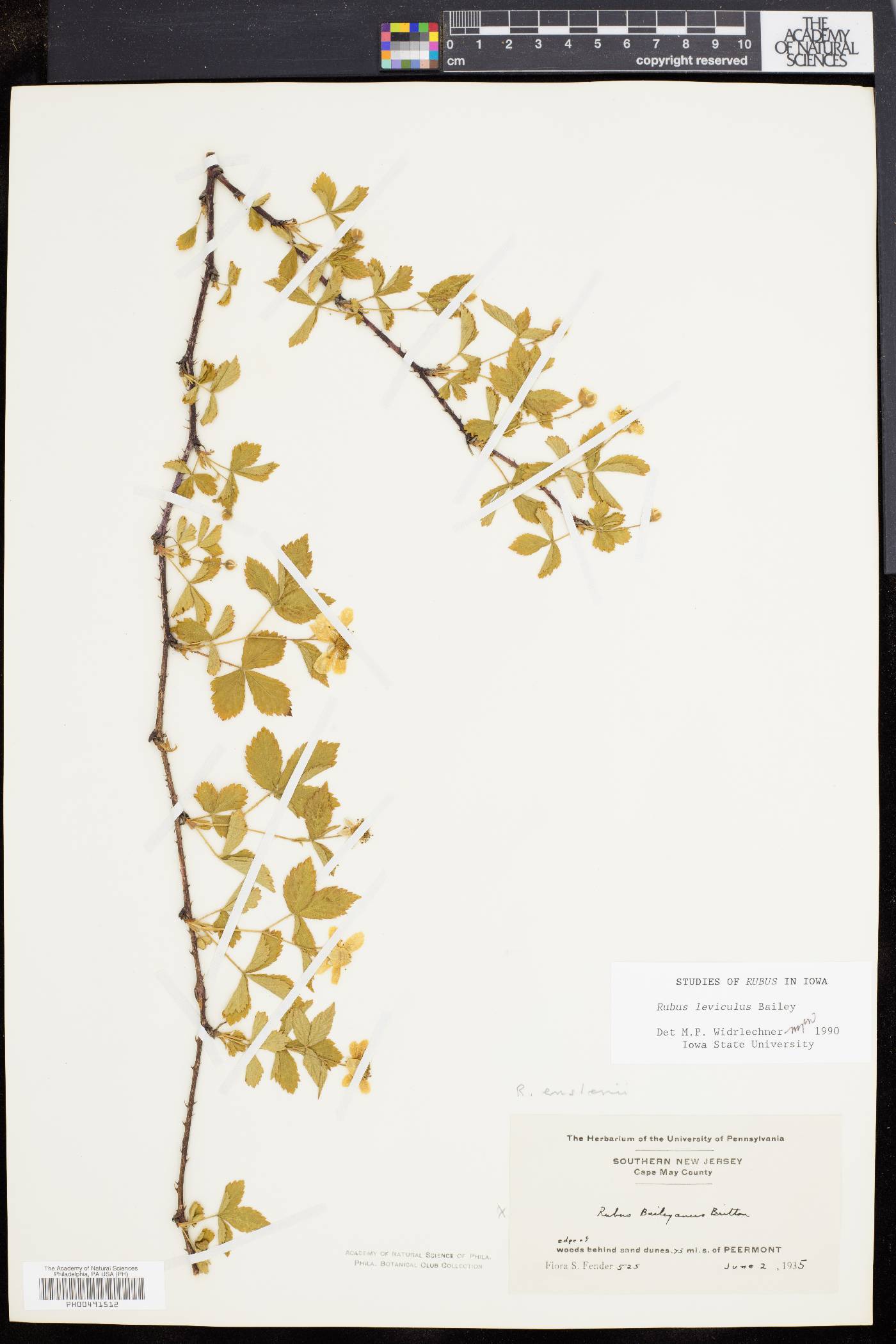 Rubus serratus image