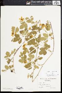 Rubus serratus image
