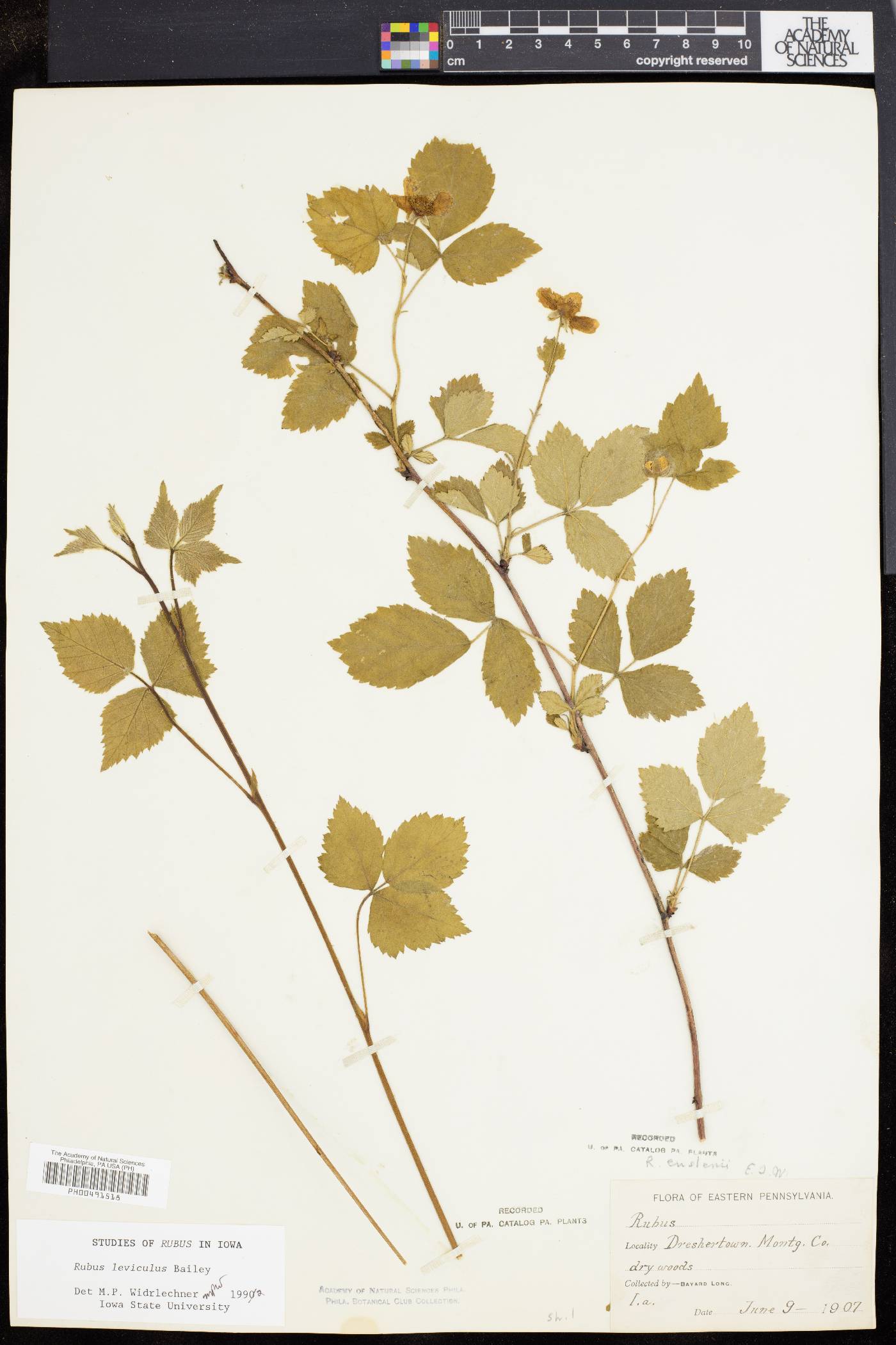 Rubus serratus image