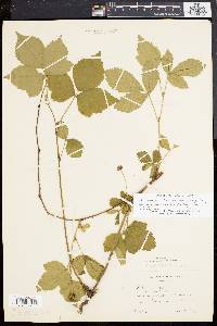 Rubus serratus image