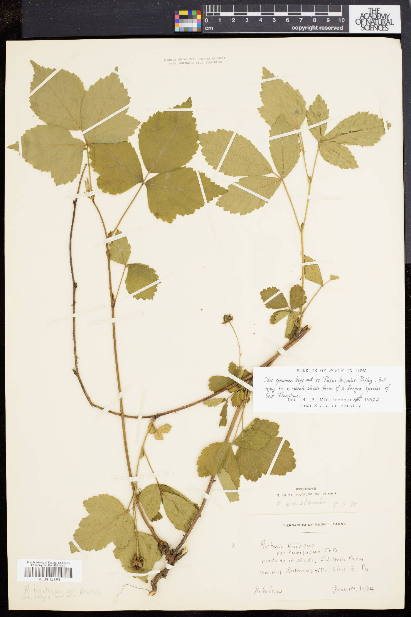 Rubus serratus image