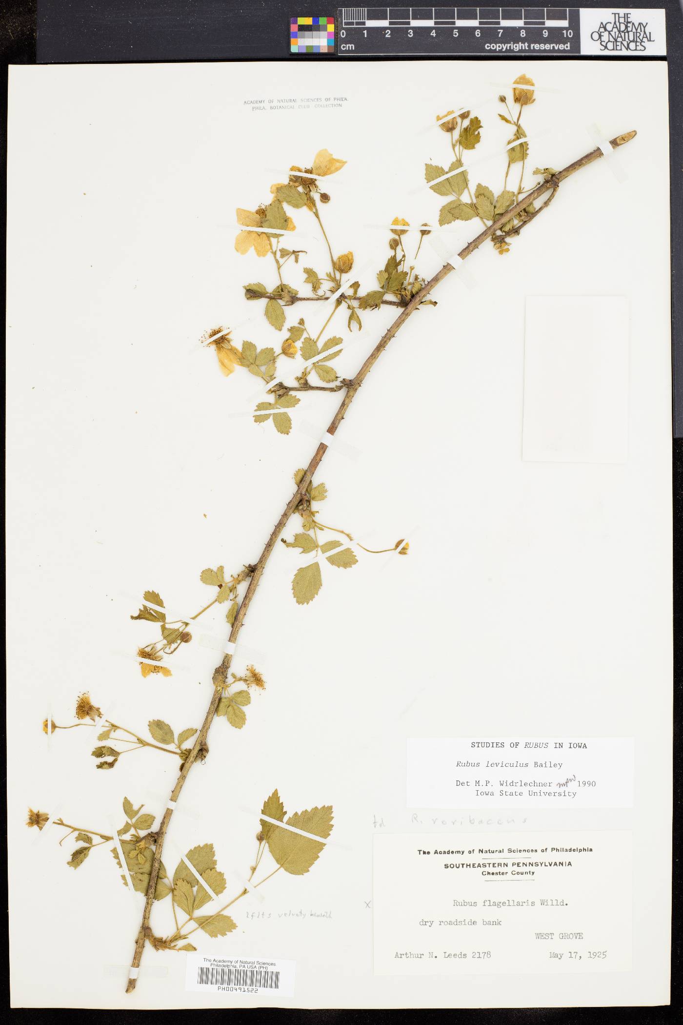 Rubus serratus image