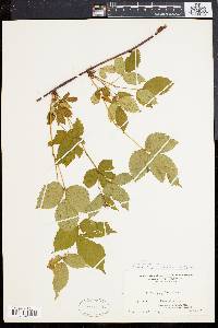 Rubus montensis image