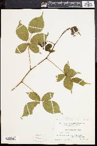 Rubus montensis image