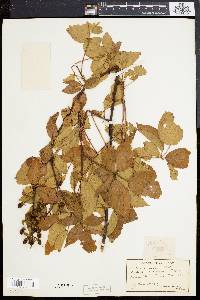 Rubus montensis image