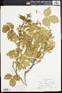 Rubus montensis image