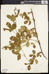 Rubus nigricans image