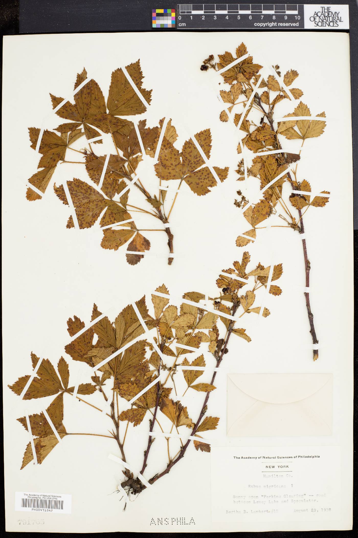 Rubus nigricans image