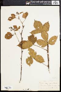 Rubus nigricans image