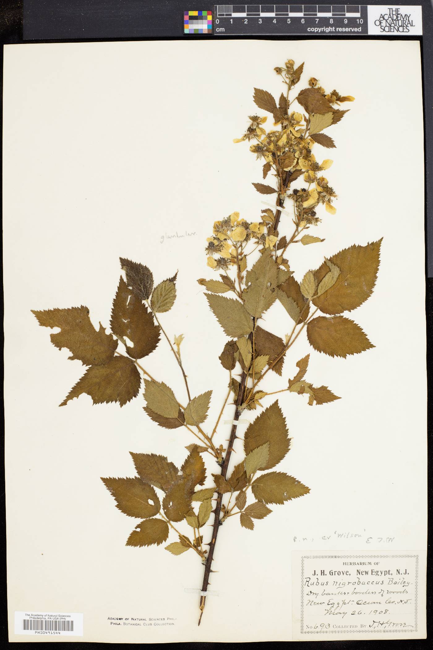 Rubus nigrobaccus image