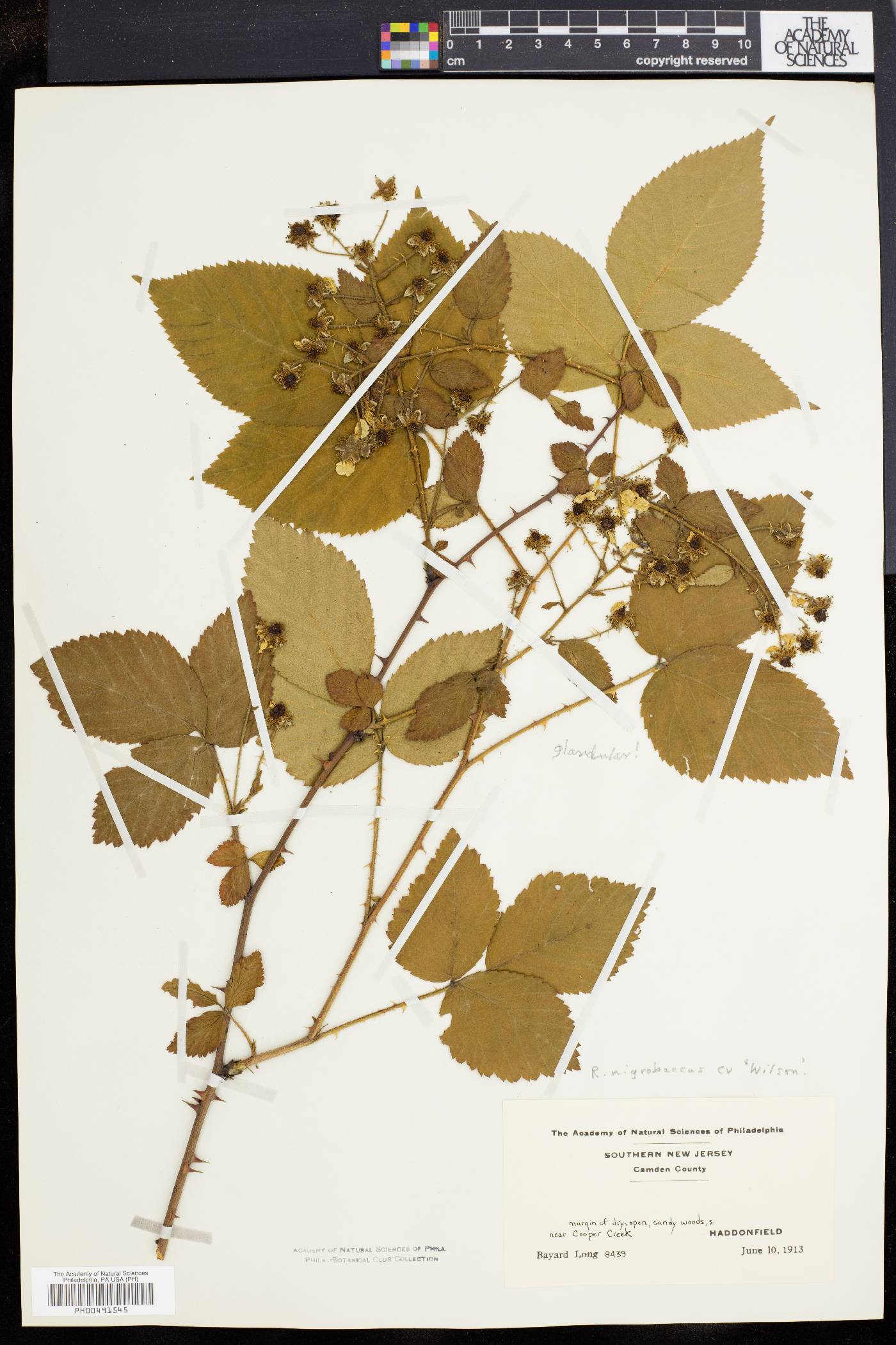 Rubus nigrobaccus image