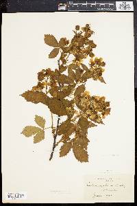 Rubus nigrobaccus image