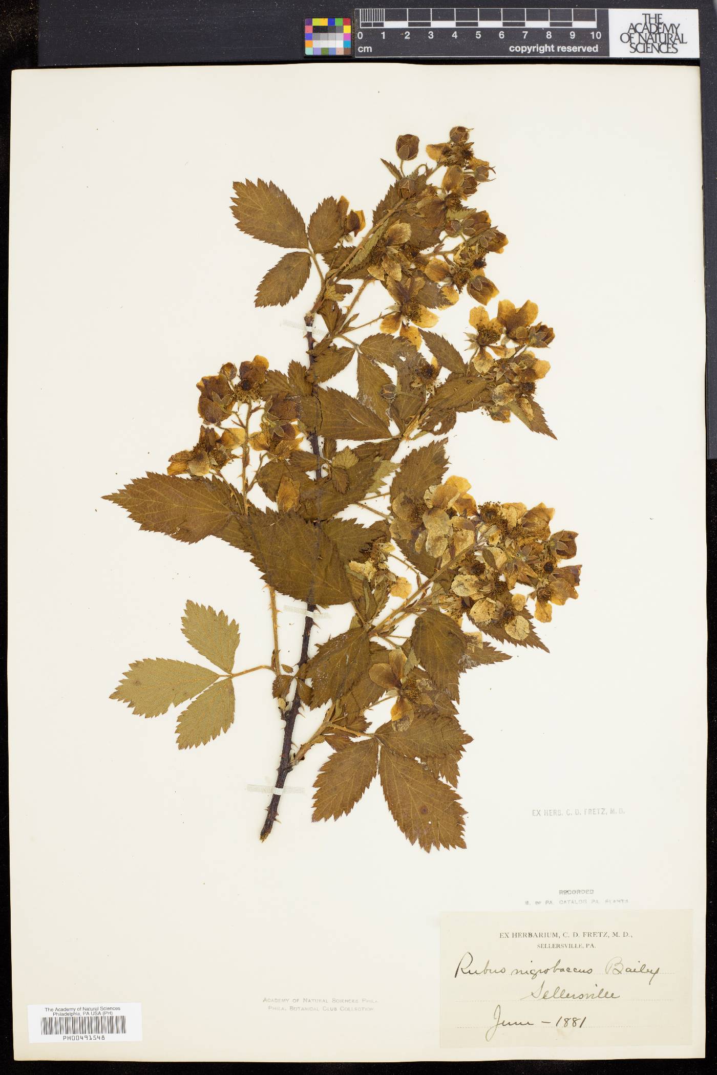 Rubus nigrobaccus image