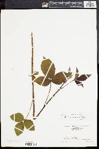 Rubus novocaesarius image