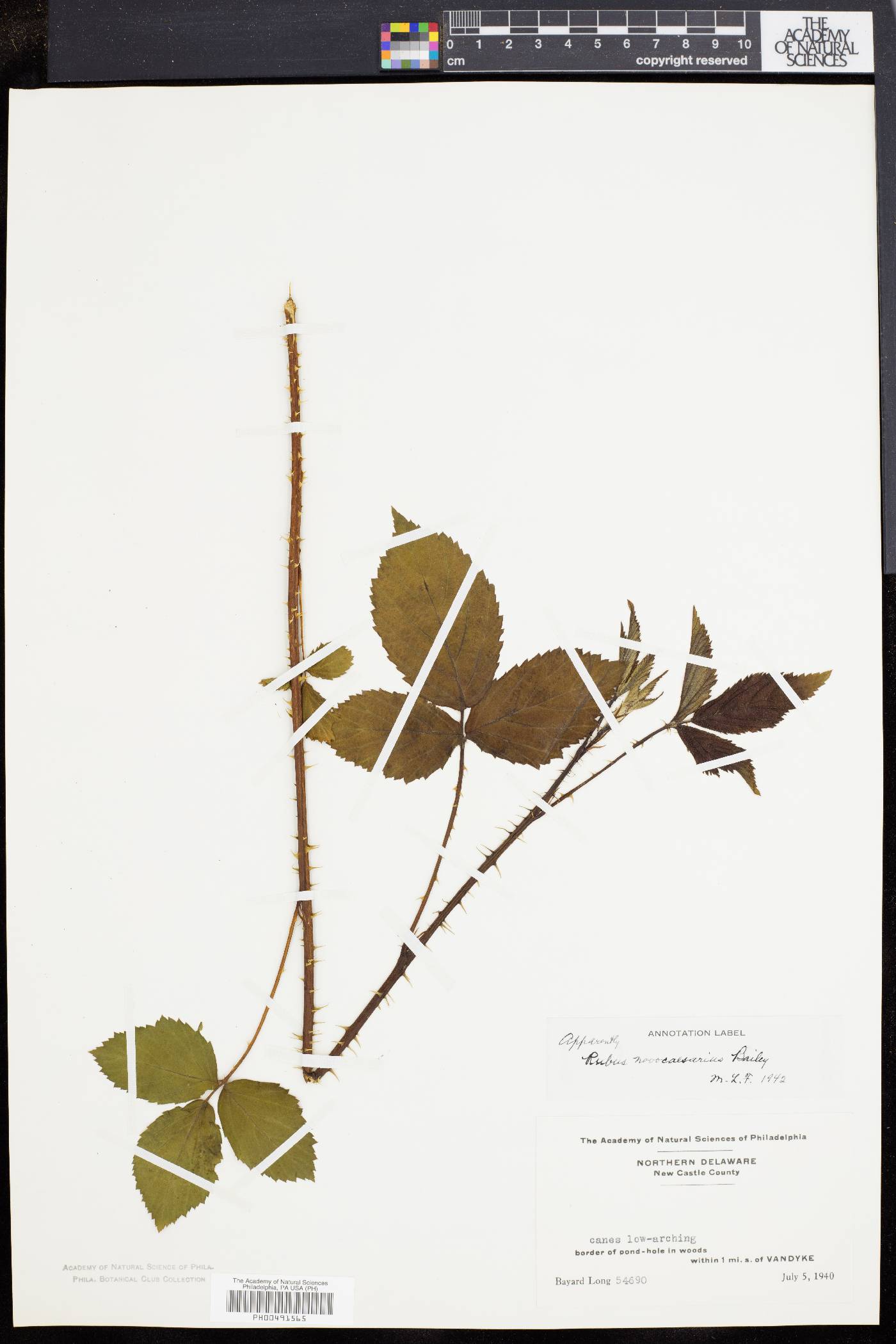 Rubus novocaesarius image