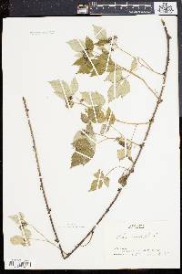 Rubus occidentalis image