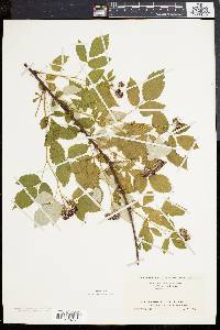 Rubus occidentalis image