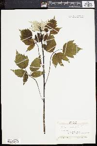 Rubus occidentalis image