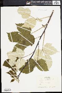 Rubus occidentalis image