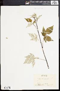 Rubus occidentalis image