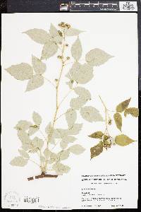 Rubus occidentalis image