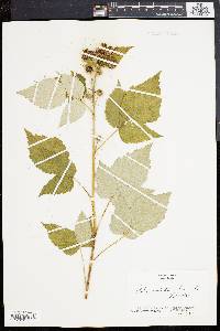 Rubus occidentalis image