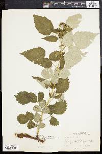 Rubus occidentalis image