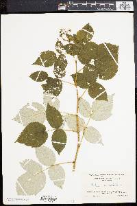 Rubus occidentalis image