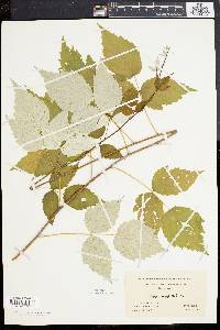 Rubus occidentalis image