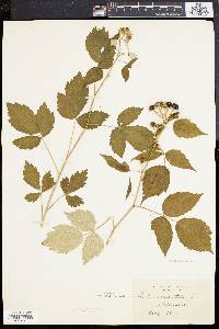 Rubus occidentalis image