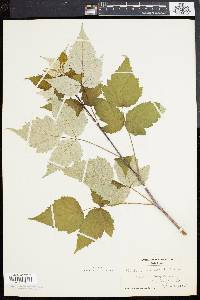 Rubus occidentalis image