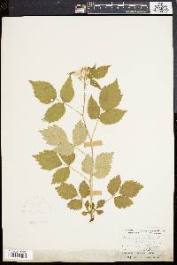 Rubus occidentalis image