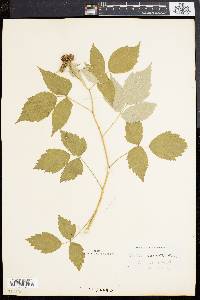 Rubus occidentalis image