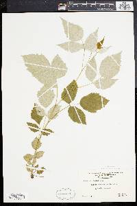 Rubus occidentalis image