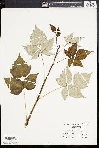 Rubus occidentalis image