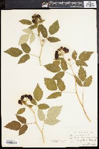 Rubus occidentalis image