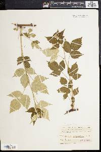 Rubus occidentalis image